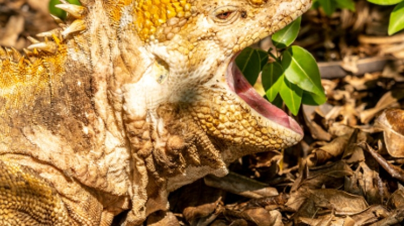 Galapagos Relax 8 Days Tour 3