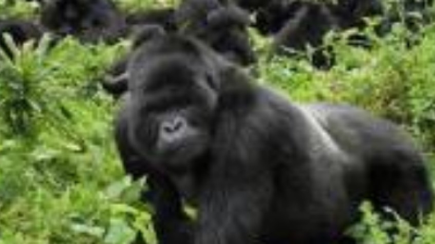 3 Days Bwindi Gorilla Tracking 1