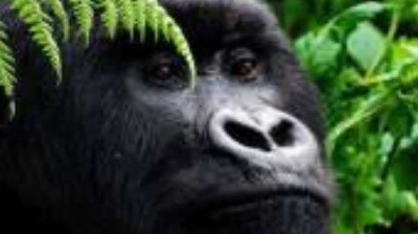 3 Days Bwindi Gorilla Tracking 2
