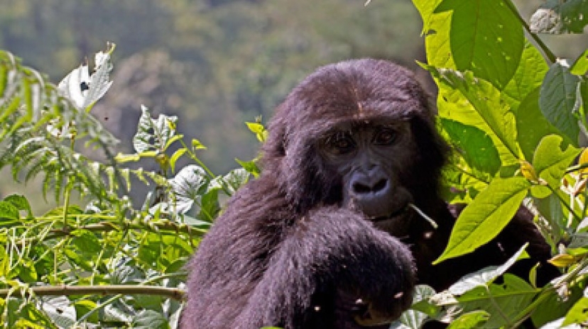 3 Days Bwindi Gorilla Tracking 3