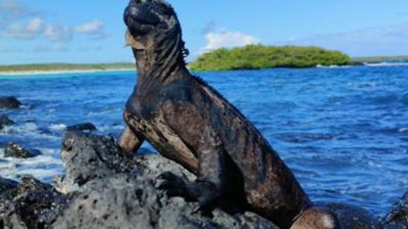 5 Days Galapagos Wildlife Discovery 4