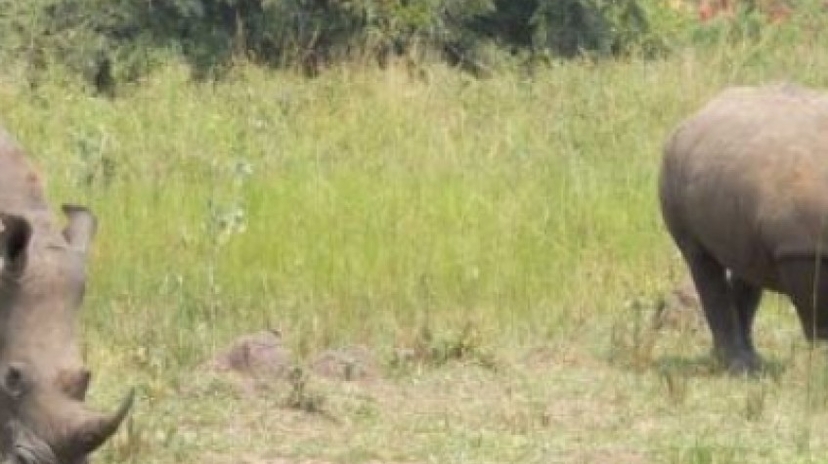 3 Days Murchison Falls Safari 2