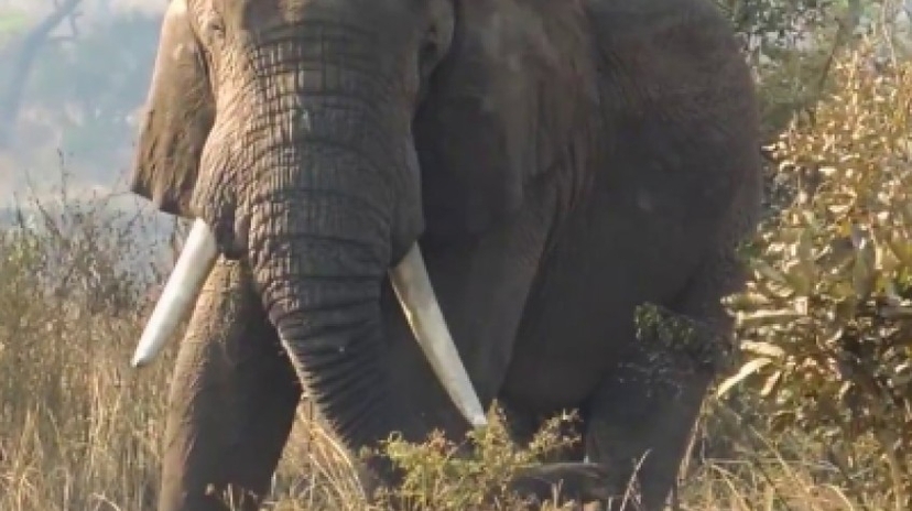 3 Days Murchison Falls Safari 3