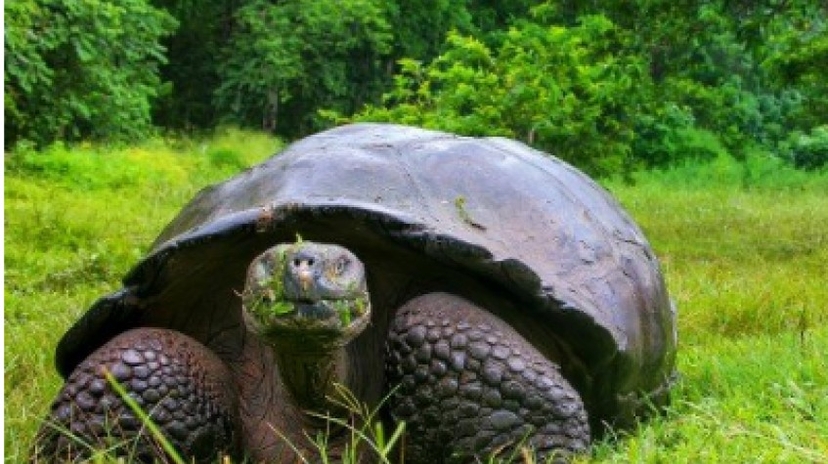 10 Days Galapagos Island Hopping in Santa Cruz and Isabela 4
