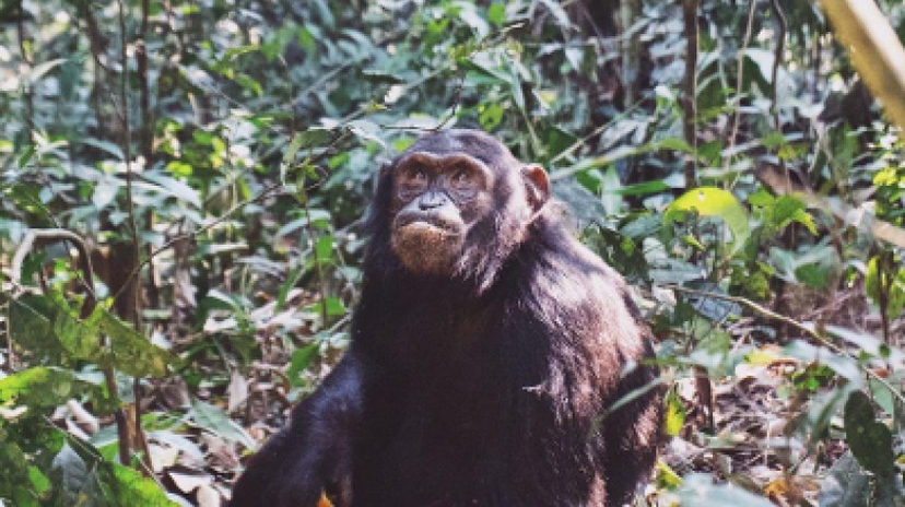 15Days Discover Uganda 3