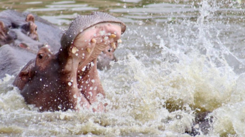 14 Days Gorlla Safari and the Source of the Nile 4