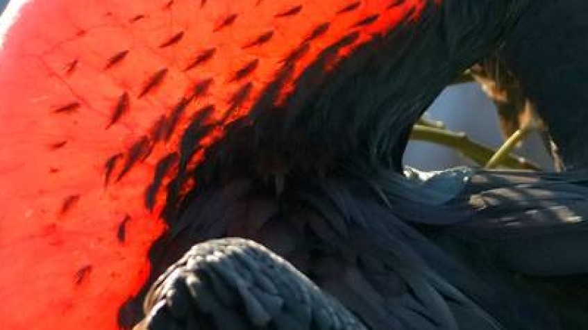 North Seymour Island Yacht Tour 1