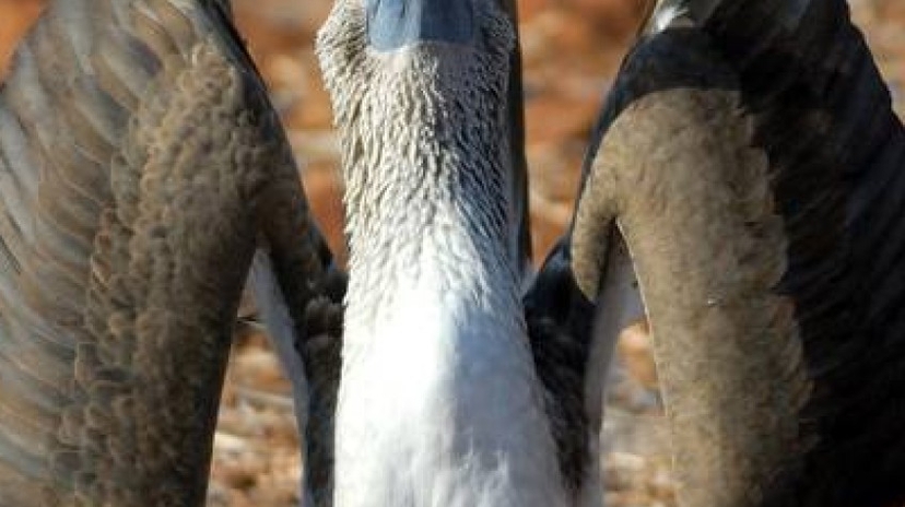 North Seymour Island Yacht Tour 2