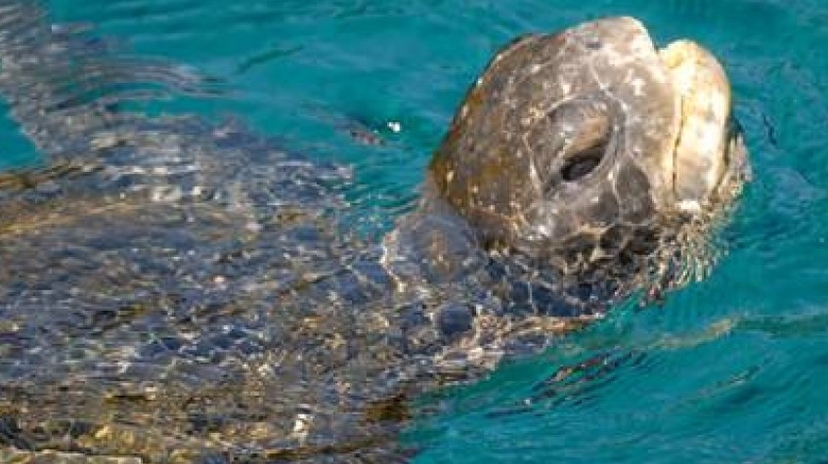 North Seymour Island Yacht Tour 3