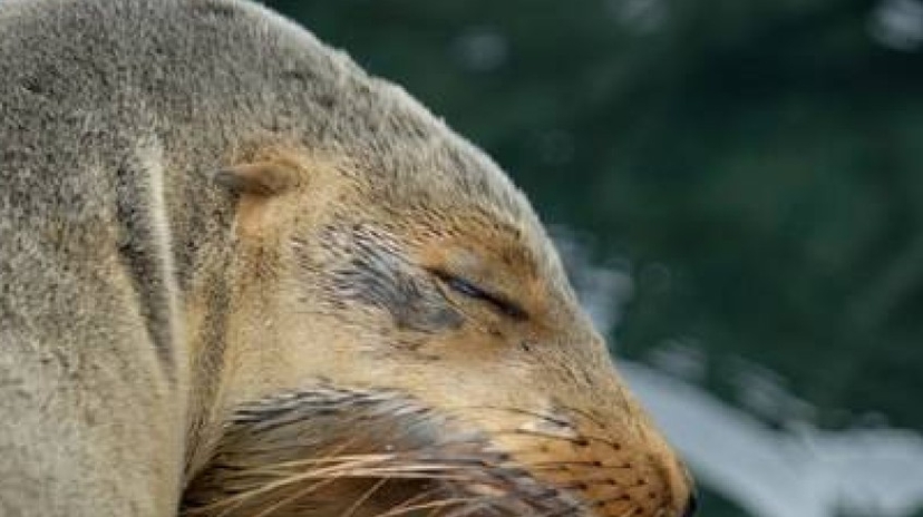 North Seymour Island Yacht Tour 4
