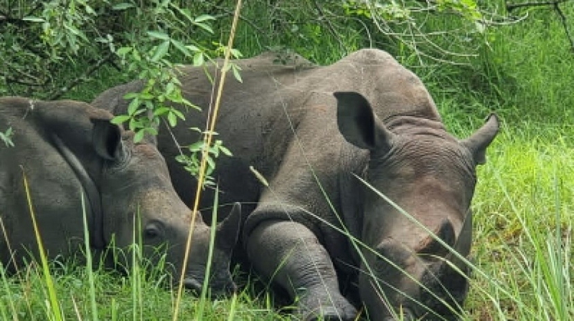 11 Days Uganda Safaris 2