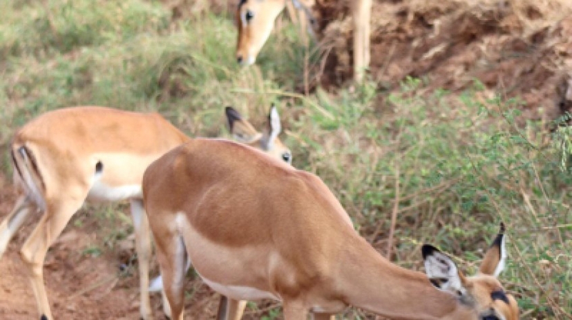 11 Days Uganda Safaris 3
