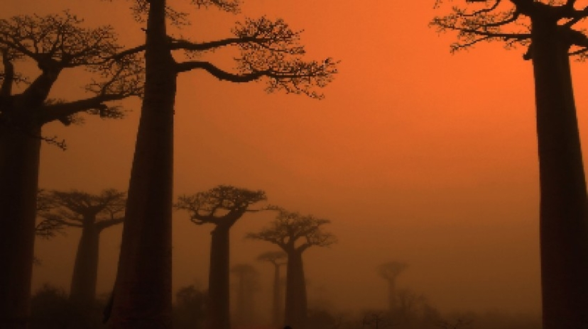 Baobabs Discovery 04Days/03Nights 2