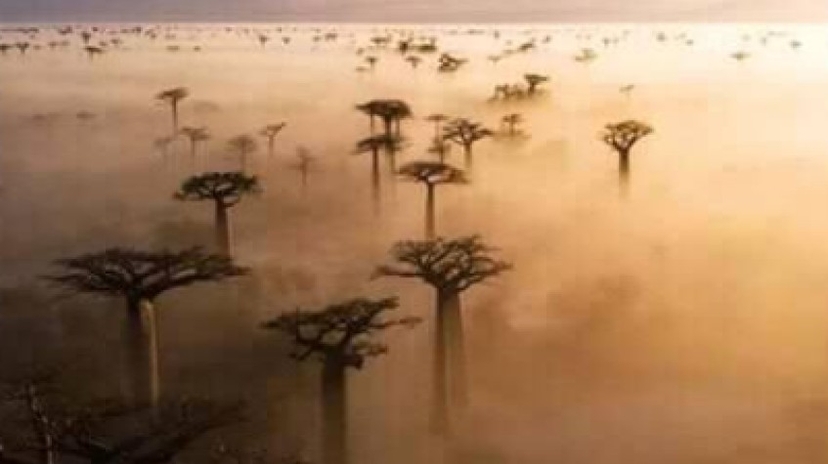 Baobabs Discovery 04Days/03Nights 3