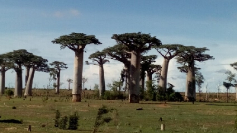 Baobabs Discovery 04Days/03Nights 4