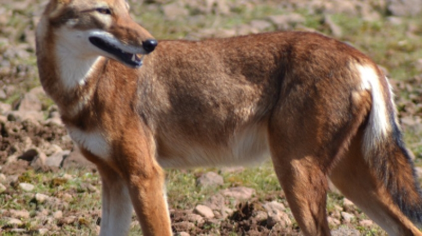 3 Days Bale Mountains Wildlife Safari 2