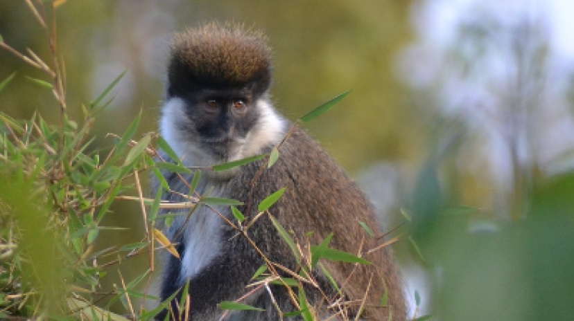 3 Days Bale Mountains Wildlife Safari 3