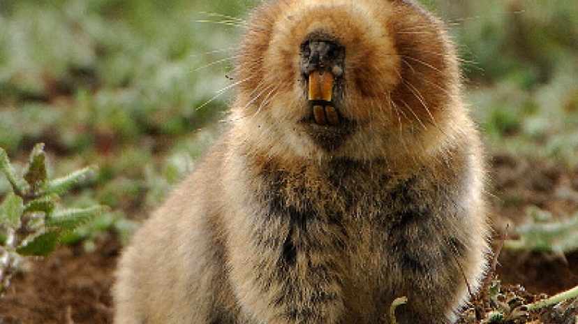 3 Days Bale Mountains Wildlife Safari 4
