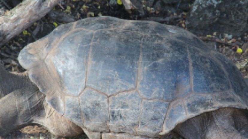 6D Galapagos Highlights 2