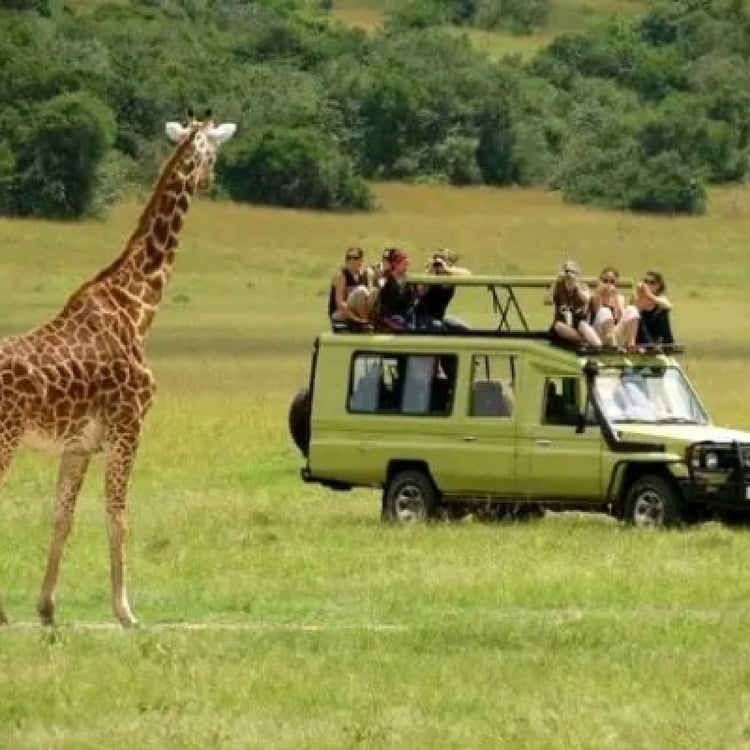 3 DAYS MURCHISON FALLS NATIONAL PARK SAFARI