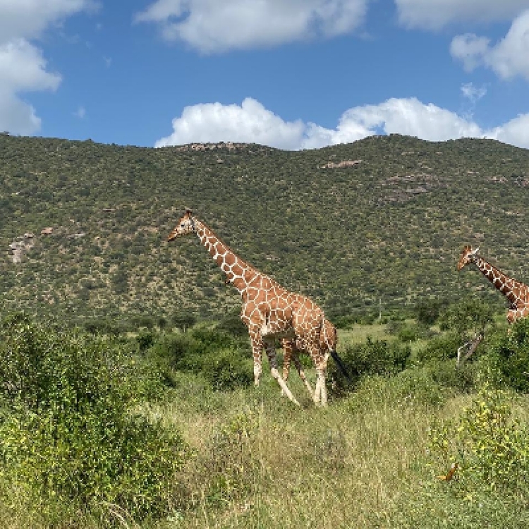 4 Days lake Nakuru and Masai mara 4x4 Jeep private safari.