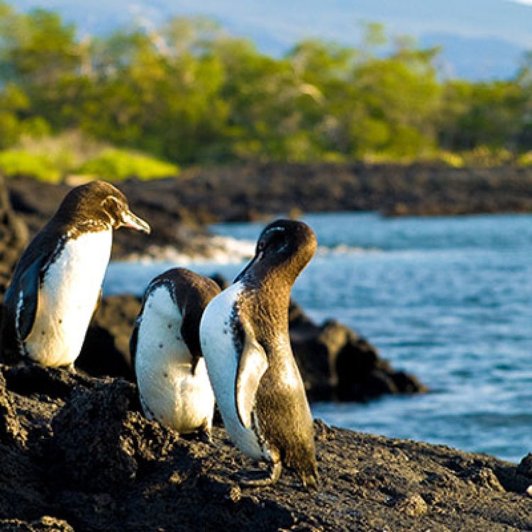 8 Days Galapagos Island Hopping in Santa Cruz and Isabela