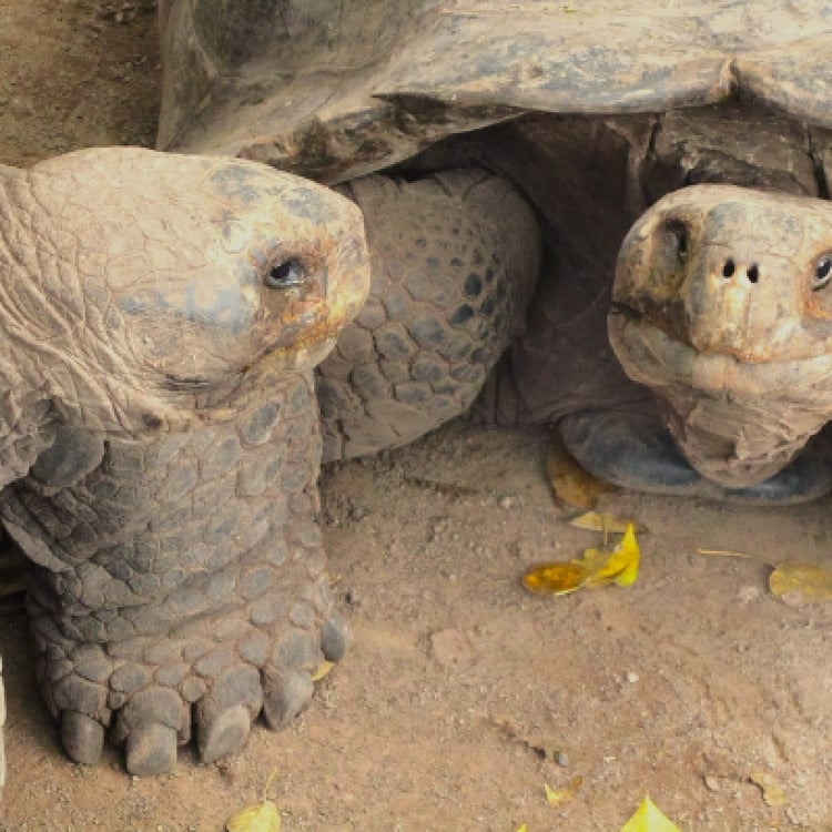 10 Days Galapagos Highlights Small Group Tour