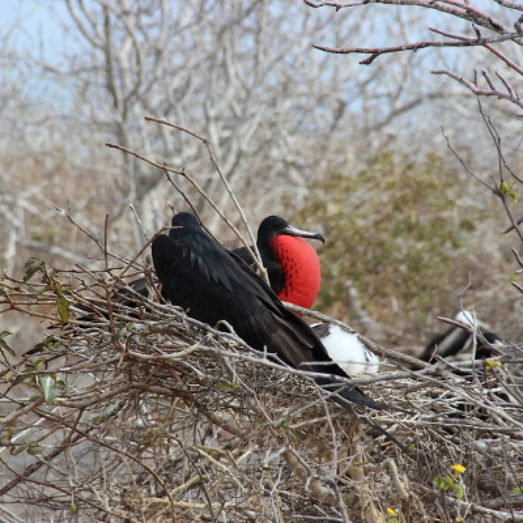 6 Days Galápagos Exploration: Nature's Wonderland Adventure