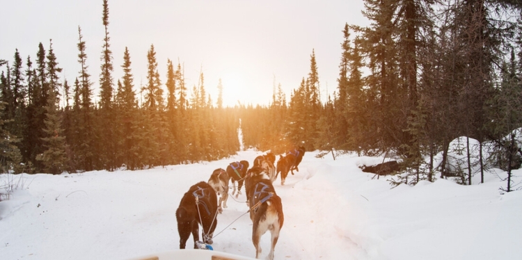 2 Days 1 Nights Husky Sledding Tour