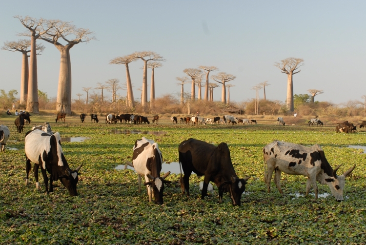 Madagascar discovery and splendour