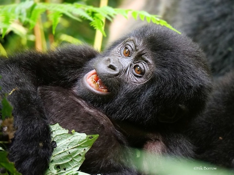 3-Day Gorilla Trekking in Mgahinga Park