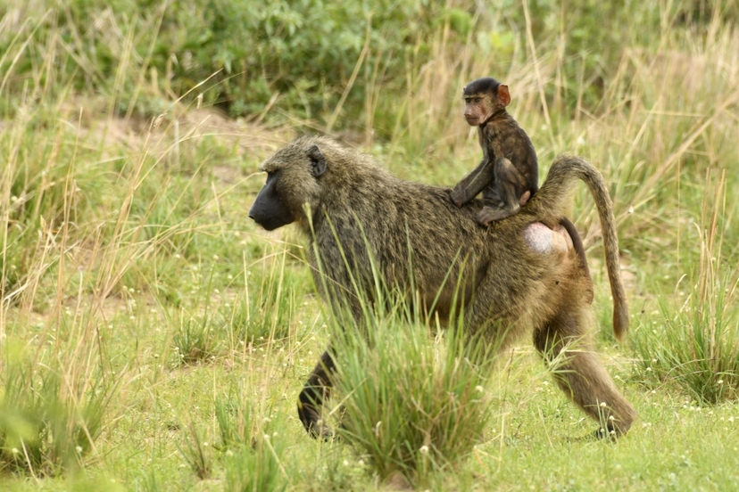 4-Day Gorilla Trekking and Kibale Chimpanzee Tour 3