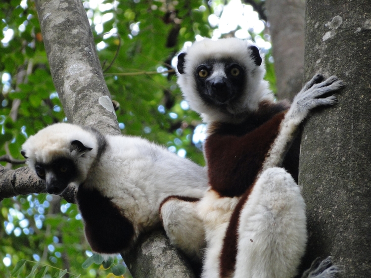 The beautiful lemurs meeting