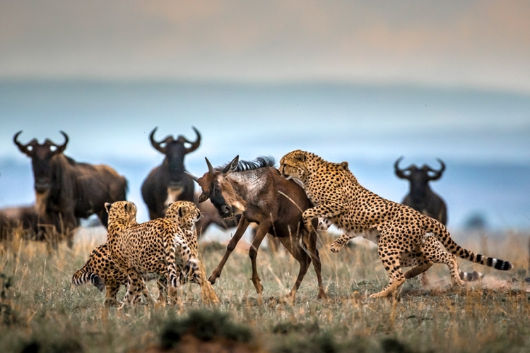 4 Days Tarangire Serengeti and Ngorongoro Crater