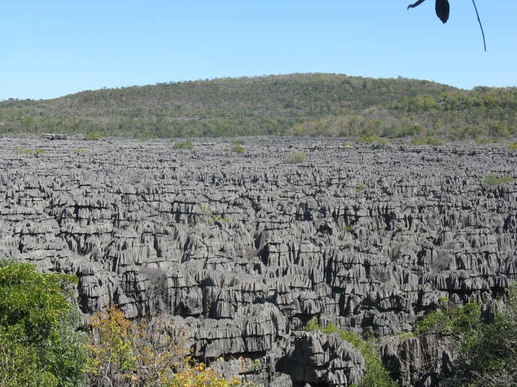 The Vanilla of Madagascar