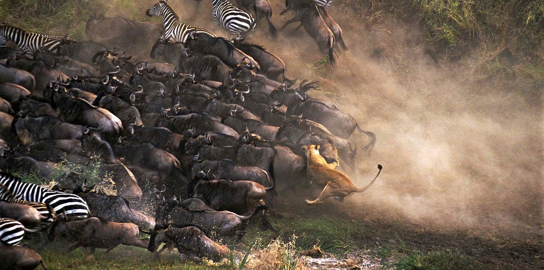 The Great Migration Safari 4