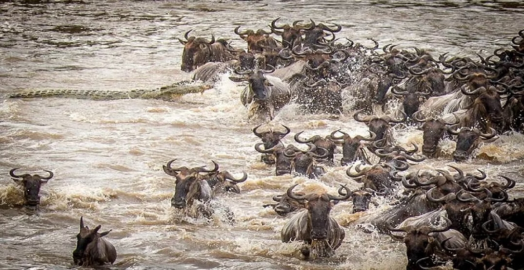 The Great Migration Safari 3