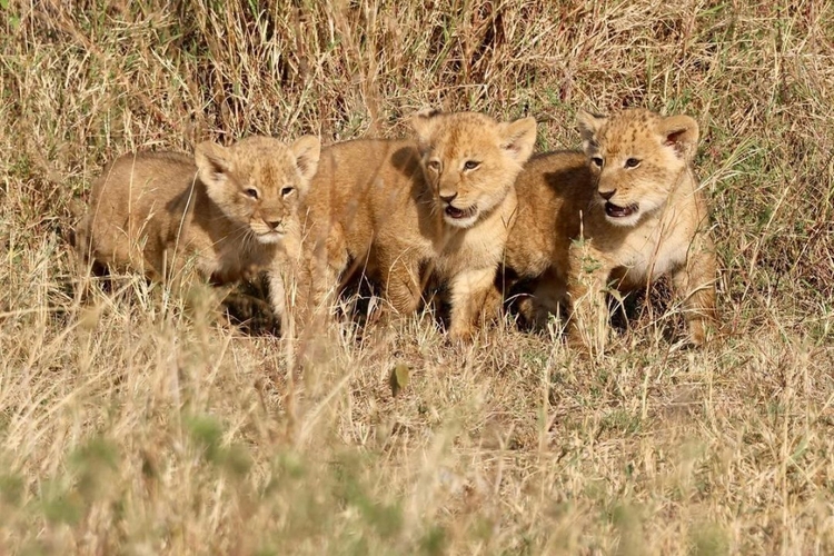 7 Days Remarkable Tanzania Wildlife Safari.