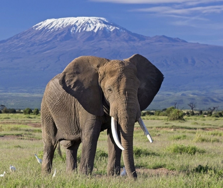 Amboseli National park- Day trip: Mt. Kilimanjaro views