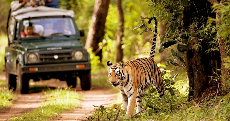 Chitwan Jungle Safari Tour