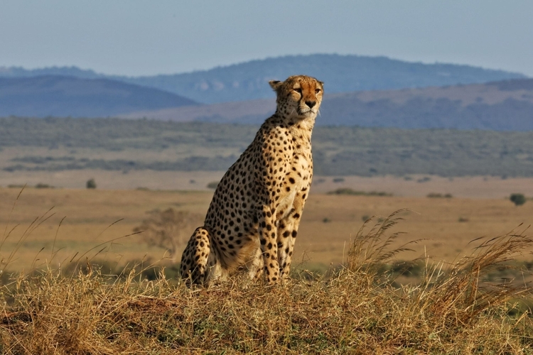 Ultimate 6-Day Amboseli-lake Naivasha-lake Nakuru-masai mara with 4x4 jeep.