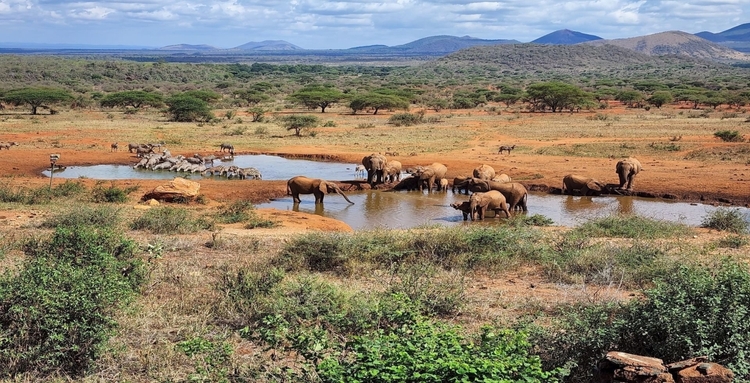 8 days Kenya Budget Joining Safari