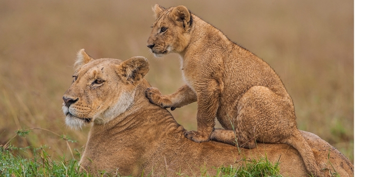 3 Days Masai Mara Luxury Air Safari