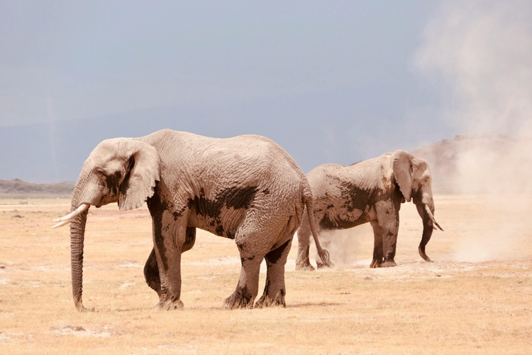 3 DAYS MASAI MARA SAFARI