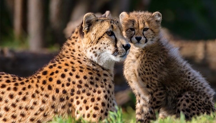 5 Days Across Amboseli and Tsavo: Discover Kenya’s Majestic Wildlife