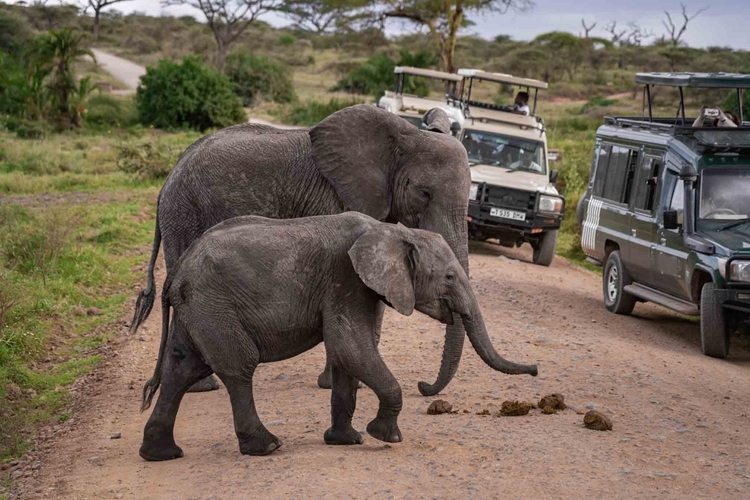 8 Days Masai Mara, Lake Nakuru, Lake Naivasha, Amboseli, Tsavo West and Tsavo East Safari