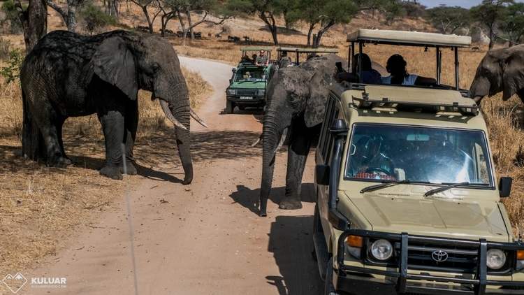 10 Days Ultimate Kenya and Tanzania Wildlife Safari Adventure