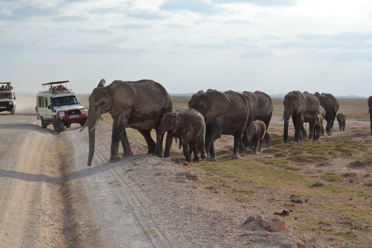 10 Days Discover Kenya Luxury Wildlife Safari on 4x4 Land Cruiser Jeep