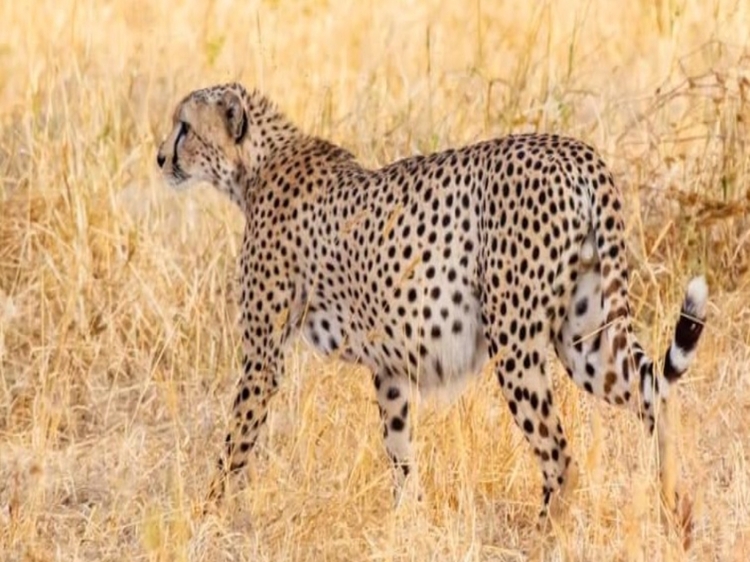 4-Day  Luxury Safari Tarangire National Park, Serengeti National Park and Ngorongoro Crater.