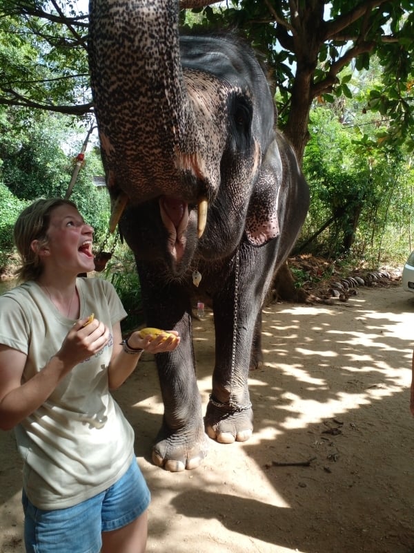 Elephant in Sri Lanka